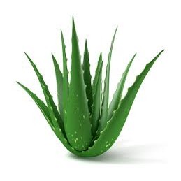 Aloe vera feuille