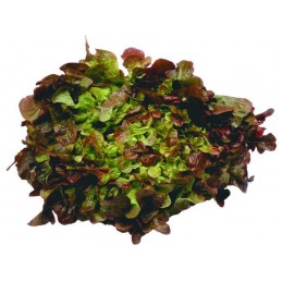 Salade f. de chene rouge